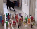 同样是过障碍,猫和狗的区别......